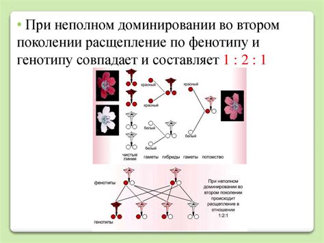 Неполное доминирование. Анализирующее скрещивание - презентация онлайн
