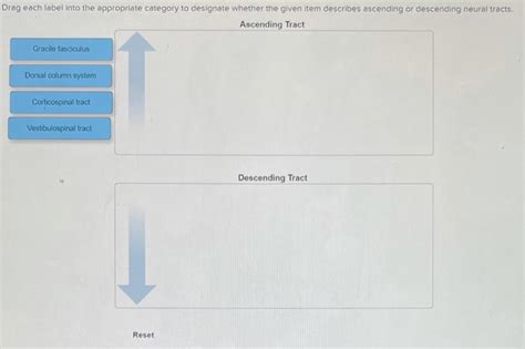 Solved Drag Each Label Into The Appropriate Category To