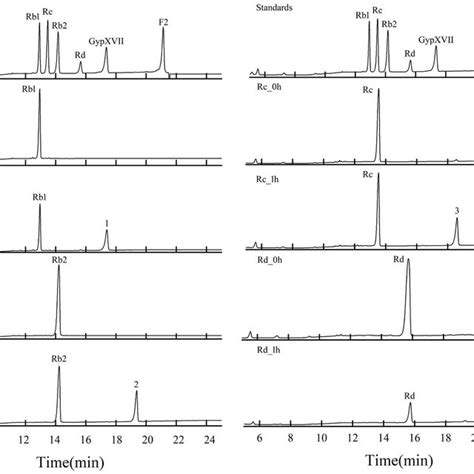 HPLC analysis of ginsenoside Rb1, Rb2, Rc and Rd during... | Download ... 