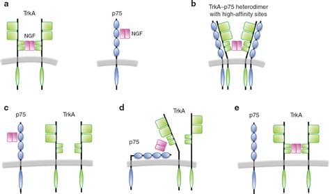 Systems Pharmacology Of The Ngf Signaling Through P And Trka