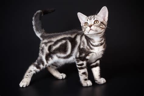 Gato American Shorthair Consejos Cuidados Y Características Kiwoko