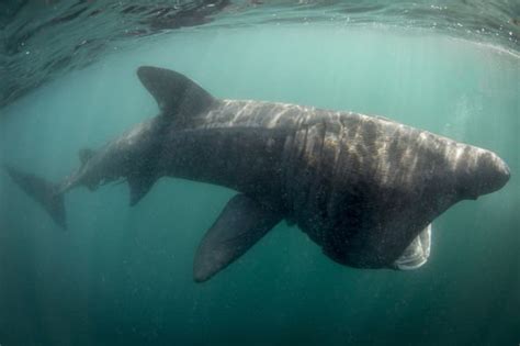 Watch two huge basking sharks swimming among stunned beachgoers in ...