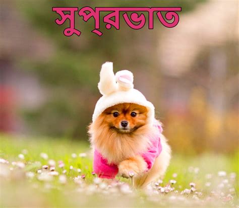 Bengali Good Morning Wish Good Morning Wishes Images