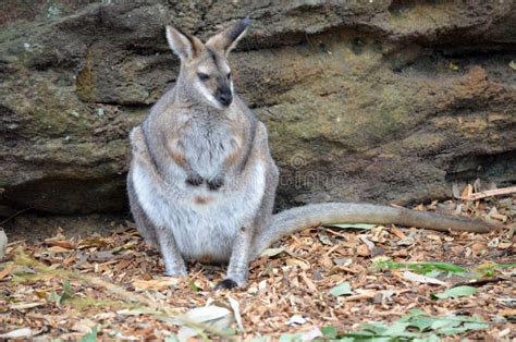 Pretty Faced Wallaby Stock Image Image Of Mother Wild 22236785
