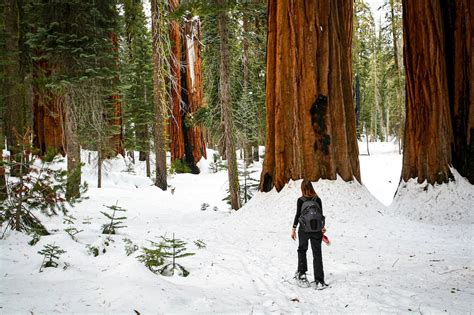 Stay at Wuksachi Lodge in Sequoia National Park