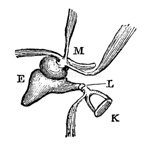 Muscles Ear Nerves Stock Illustrations 12 Muscles Ear Nerves Stock