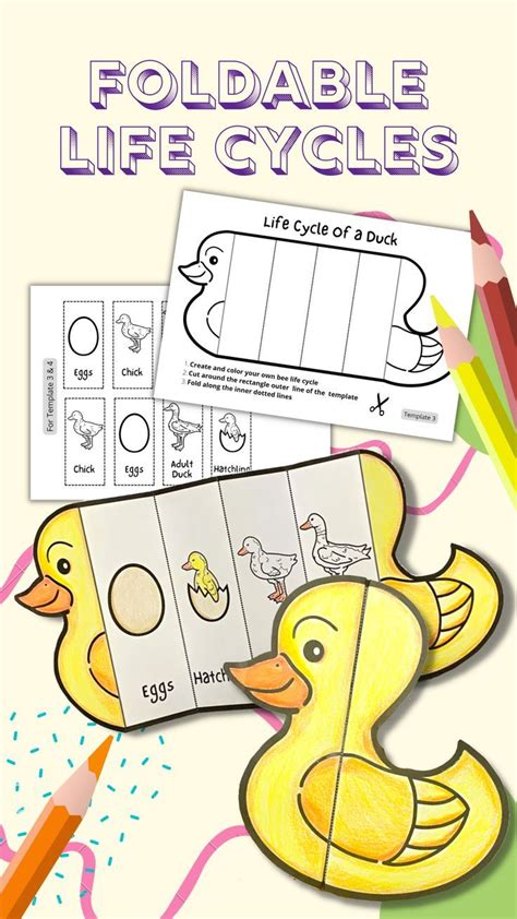 Foldable Duck Life Cycle Learning Activity for Kids A4 and 11x8.5 Inch ...