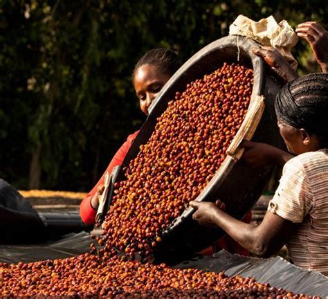 Empowering Women In The Coffee Value Chain Unlocking Opportunities For