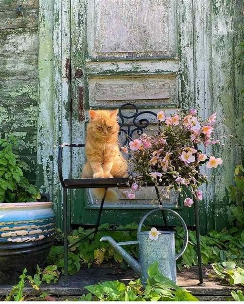 Pin By Deanna Joy Drinnon On Cats In 2024 Gorgeous Cats Cat Garden