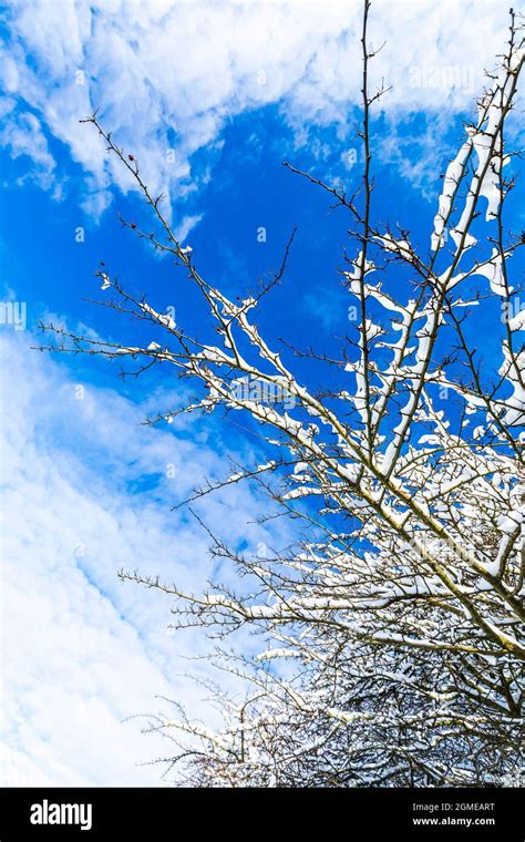 Branches Covered With Snow Against A Blue Sky With Some Clouds From A