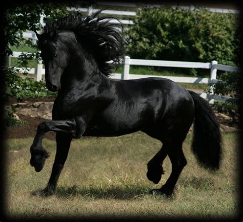 FRIESIAN STALLIONS - Friesians of Majesty - Friesian Stallions and ...