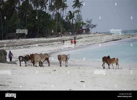 K He Und Stiere Versammeln Sich Am Strand Von Nungwi Sansibar