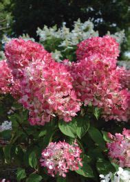 Hydrangea Paniculata Diamond Rouge Drvenasta Hortenzija