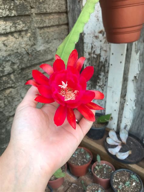 Découvrir 100 kuva cacto orquídea vermelho Thptnganamst edu vn