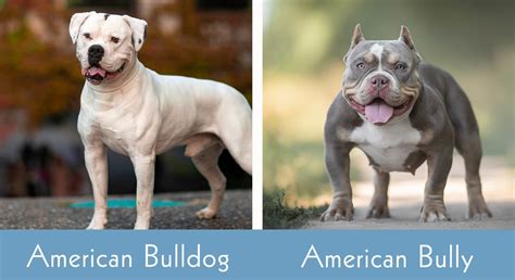 Are American Bulldogs Classified as XL Bullies?