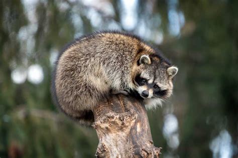 How High Can Raccoons Jump Canzi