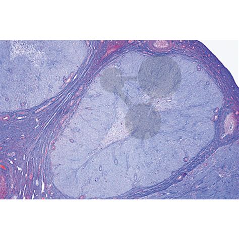 Série Histologie Organes génitaux femelles Préparations