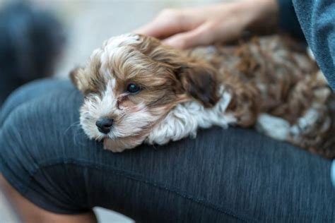 31 Leisurely Lap Dogs Find The Best Lap Dog Breeds