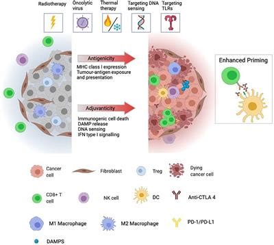 Frontiers Kickstarting Immunity In Cold Tumours Localised Tumour