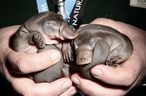 Til That Platypuses Give Off A Biofluorescent Green Blue Glow Under Uv