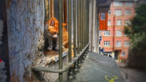 Cat Window House - Free photo on Pixabay - Pixabay