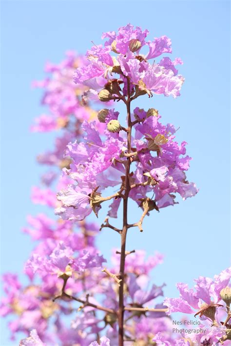 Banaba Flowers To Brighten Up Your Day Nes Felicio Photography