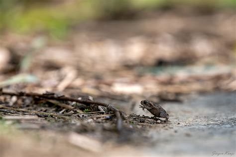 Gut getarnt Forum für Naturfotografen