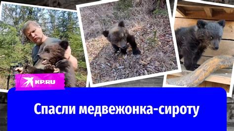 Спасли медвежонка-сироту - YouTube