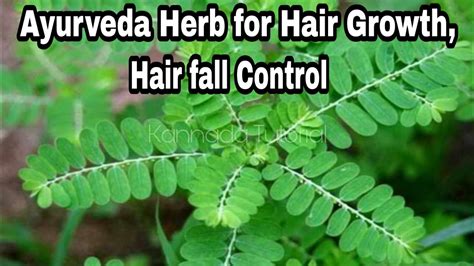 Ayurveda Herb For Hair Growth And Hair Fall Control Nelanelli Youtube