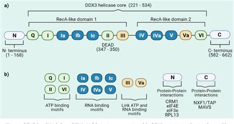 Figure From Rna Helicase Ddx A Double Edged Sword For Viral