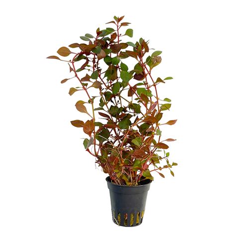 Waterplant Ludwigia Sp Mini Super Red Aquariumplant Aquastorexl