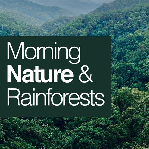 Morning Nature And Rainforests Album By Nature And Rainforest