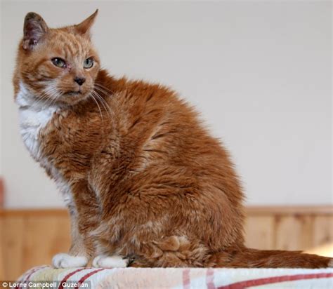 The Runt Of The Litter Who Became Britains Oldest Cat Margaret The