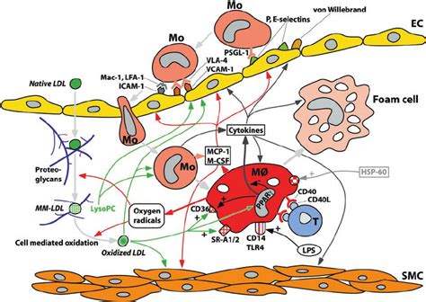 Foam Cell Formation In The Intima Low Density Lipoprotein LDL Can