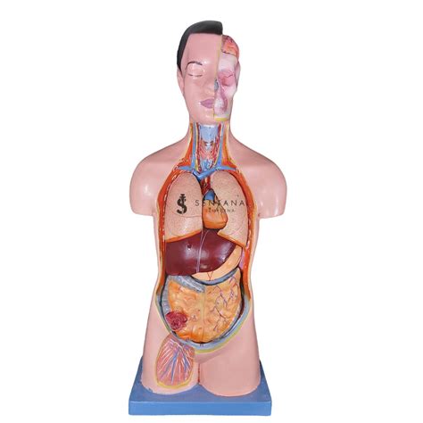 Jual Alat Peraga Biologi TORSO PRIA TORSO LAKI LAKI ANATOMI PRIA