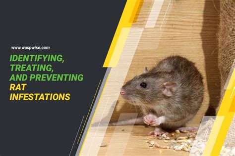 Identifying Treating And Preventing Rat Infestations