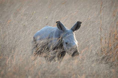 Imire: Rhino & Wildlife Conservation is incredibly excited to announce ...