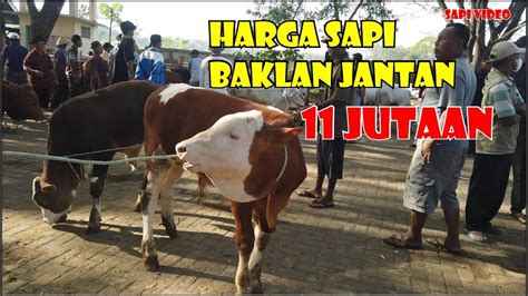 Update Harga Sapi Bakalan Jantan Setelah Kurban YouTube