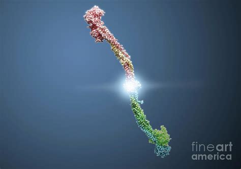 Fibrinogen Molecule By Medical Graphics Michael Hoffmann Science Photo