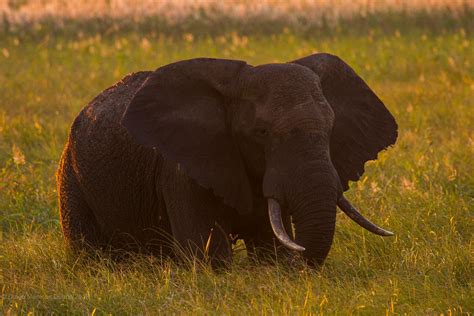 Mozambique: State notes advances in wildlife protection ahead of World ...