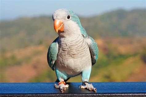 Blue Quaker Parrot: Information, Behavior, Care & Pictures