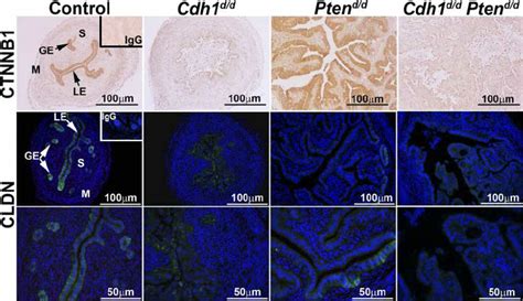 Analysis Of Adherens Junction And Tight Junction Molecules In The Mouse