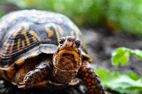 Gady Wspólne Cechy Klasyfikacja Gadów Geozoo