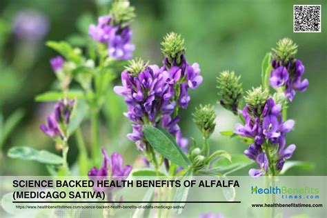 Science Backed Health Benefits Of Alfalfa Medicago Sativa