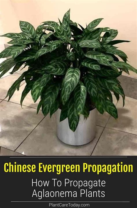 Chinese Evergreen Propagation How To Propagate Aglaonemas Artofit