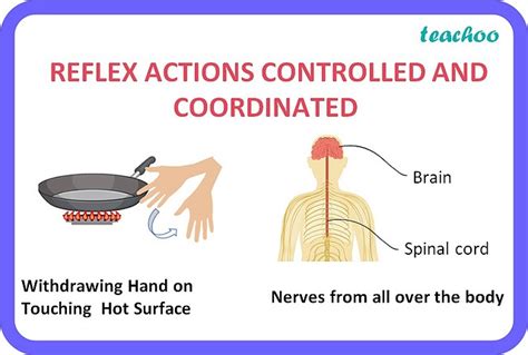 [class 10 Biology] What Is Reflex Action In Humans Teachoo