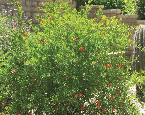 Pomegranate And Dwarf Pomegranate Large Medium Sized Shrub Punica