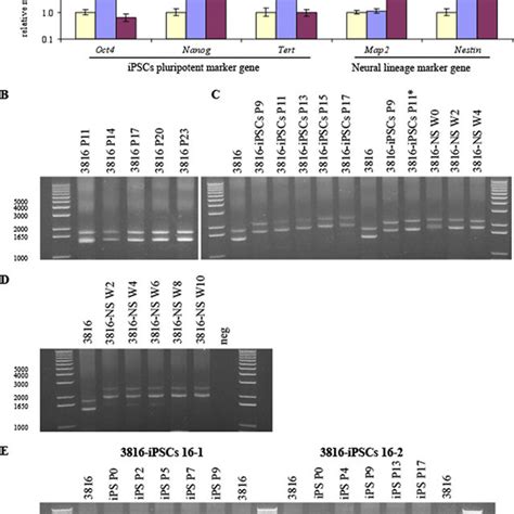 Gaattc Triplet Repeat Expansion Over Time A Gel Analysis From Left