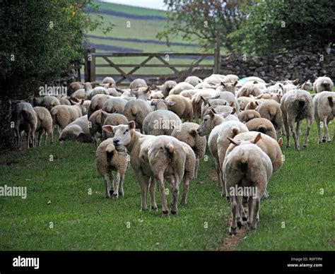 One Sheep Looks Back As The Rest Of The Flock Of Upland Sheep Walk Away