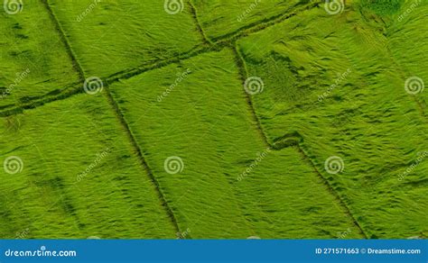 Aerial View Of Green Rice Field Texture Background Rice Plants Bend